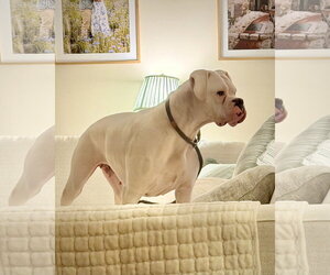 Cincy - Brazil - Female Boxer Dog for Adoption - Photo #3