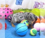 Small #1 Chiweenie