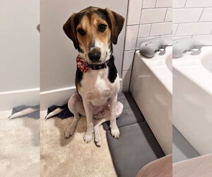 Treeing Walker Coonhound-Unknown Mix Dogs for adoption in Holly Springs, NC, USA