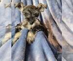 Small Photo #3 Schnauzer (Miniature) Puppy For Sale in MIDDLETOWN, OH, USA