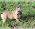 Small #43 French Bulldog