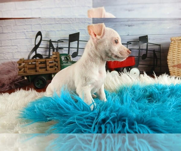 Medium Photo #4 Chihuahua Puppy For Sale in CARTHAGE, TX, USA