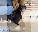 Small #1 Border Collie Mix