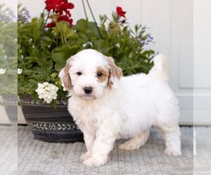 Goldendoodle (Miniature) Puppy for sale in LITITZ, PA, USA