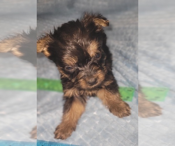 Medium Photo #55 Yorkshire Terrier Puppy For Sale in AKRON, OH, USA