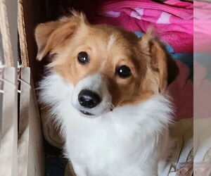 Beagle-Unknown Mix Dogs for adoption in Dublin, OH, USA