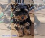 Small #6 Yorkshire Terrier