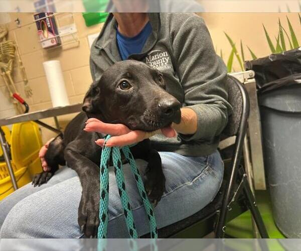 Medium Photo #1 Labrador Retriever-Unknown Mix Puppy For Sale in Ocala, FL, USA