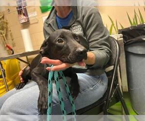 Labrador Retriever-Unknown Mix Dogs for adoption in Ocala, FL, USA