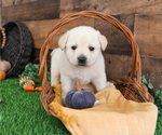 Small #2 Labrador Retriever