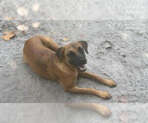 German Shepherd Dog-Unknown Mix Dogs for adoption in Ocala, FL, USA