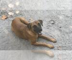 Small German Shepherd Dog Mix