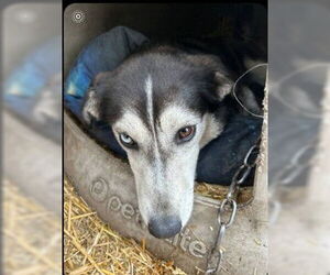 Border Collie-Huskies Mix Dogs for adoption in Princeton, MN, USA