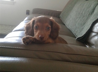 Dachshund Puppy for sale in BROOMFIELD, CO, USA