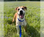 Small #3 Boxer Mix