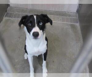 Medium Border Collie Mix