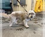 Small Shih Tzu
