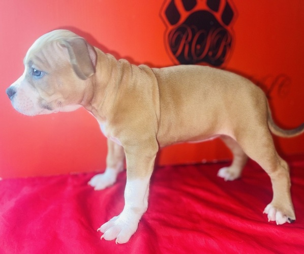 Medium Photo #2 American Bully Puppy For Sale in TRENTON, NJ, USA