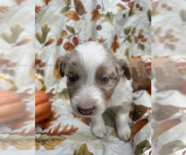 Medium Photo #1 Australian Shepherd Puppy For Sale in COTOPAXI, CO, USA