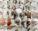 Puppy Puppy 9 Australian Shepherd