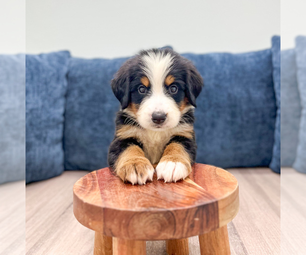 Medium Photo #1 Bernese Mountain Dog Puppy For Sale in DUNDEE, OH, USA