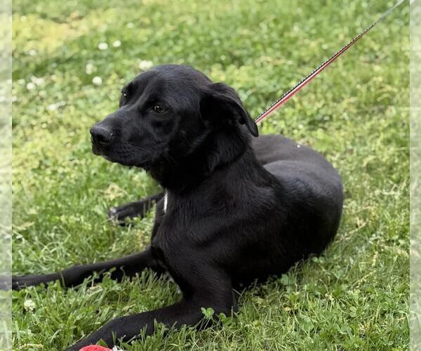 Medium Photo #2 Catahoula Leopard Dog-Labrador Retriever Mix Puppy For Sale in Yardley, PA, USA