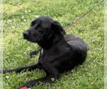 Small #1 Catahoula Leopard Dog-Labrador Retriever Mix