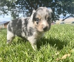 Small Photo #10 Miniature Australian Shepherd Puppy For Sale in TONASKET, WA, USA