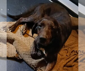 RJ - Male Mutt Dog for Adoption - Photo #2