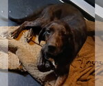 Small #1 Mutt