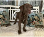 Small #14 American Staffordshire Terrier-Labrador Retriever Mix