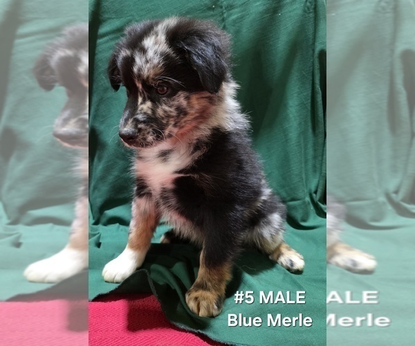 Medium Photo #21 Australian Shepherd Puppy For Sale in CLARKSVILLE, TX, USA