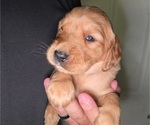 Puppy Purple Golden Irish-Golden Retriever Mix