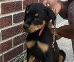 Small Photo #10 Rottweiler Puppy For Sale in DETROIT, MI, USA