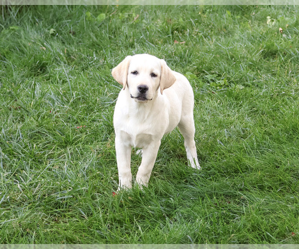 Medium Photo #1 Labrador Retriever Puppy For Sale in SYRACUSE, IN, USA