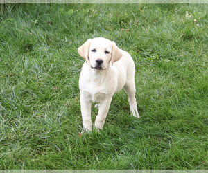 Labrador Retriever Puppy for sale in SYRACUSE, IN, USA