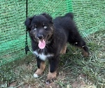 Puppy Green Miniature American Shepherd