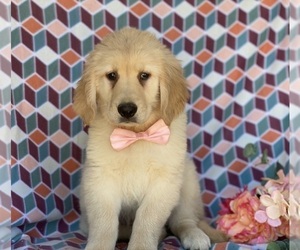 Golden Retriever Puppy for sale in LANCASTER, PA, USA