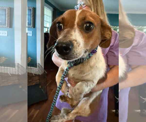 Medium Photo #5 Chihuahua-Unknown Mix Puppy For Sale in Holly Springs, NC, USA