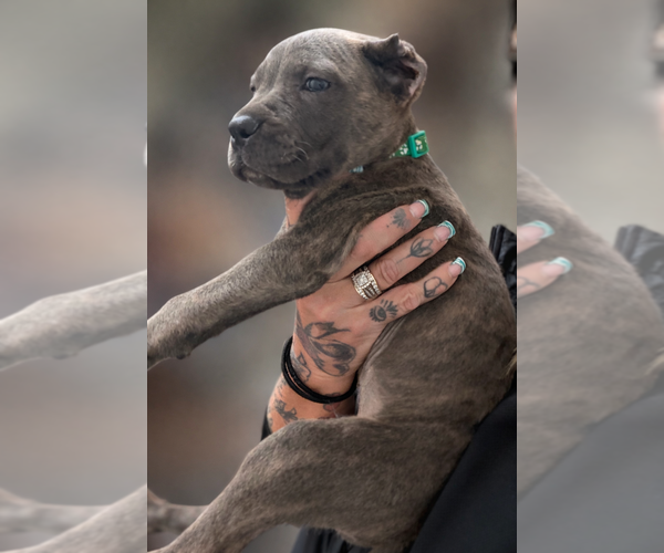 Medium Photo #8 Cane Corso Puppy For Sale in ANDERSON, IN, USA