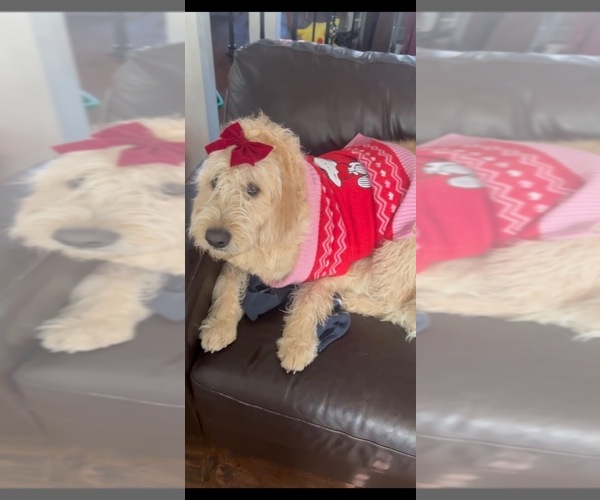 Medium Photo #1 Labradoodle Puppy For Sale in STERLING, CO, USA