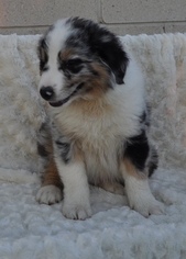 Australian Shepherd Puppy for sale in ATWOOD, IL, USA