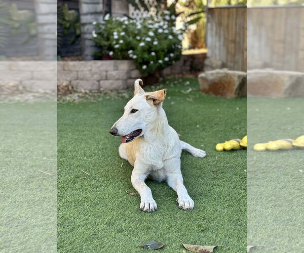 Medium Photo #2 Siberian Husky-Unknown Mix Puppy For Sale in La Verne, CA, USA