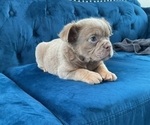 Small Photo #23 English Bulldog Puppy For Sale in WEST HOLLYWOOD, CA, USA
