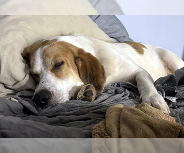 Medium Photo #14 Basset Hound-Great Pyrenees Mix Puppy For Sale in Deepwater, NJ, USA