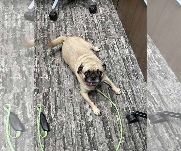 Medium Photo #2 Pug Puppy For Sale in Duluth, MN, USA