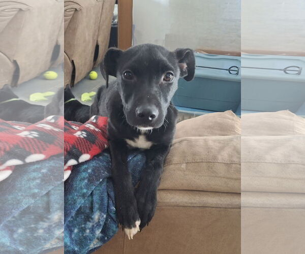 Medium Photo #1 Mutt Puppy For Sale in Coldwater, MI, USA