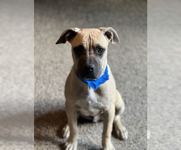 Medium Photo #7 Boxer-Rhodesian Ridgeback Mix Puppy For Sale in Crossville, AL, USA
