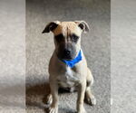 Small #6 Boxer-Rhodesian Ridgeback Mix