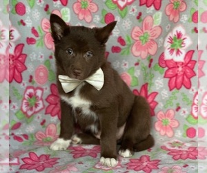 Border Collie-Pomsky Mix Puppy for sale in LANCASTER, PA, USA